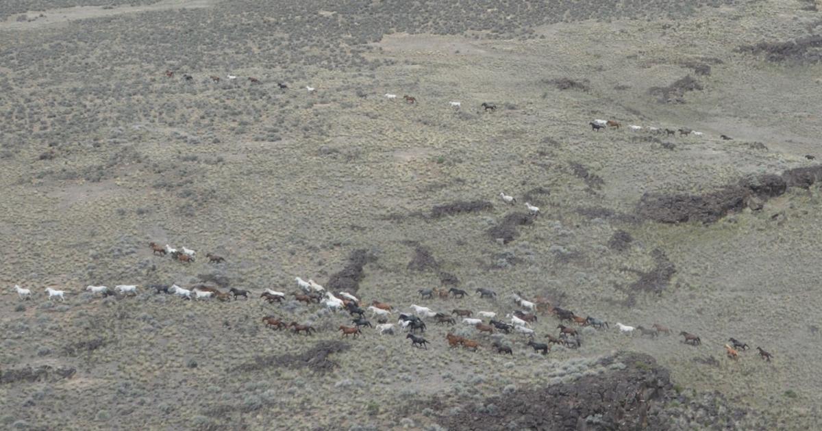 The Humboldt River Field Office and Tuscarora Field Office will begin a